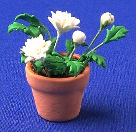 Flowers in Pot - small chrysanthumums