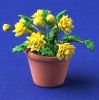 Flowers in Pot - large chrysanthumums