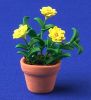 Flowers in Pot - small zinnia