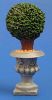 Flat Back Bay Tree in Round Planter